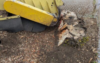 What Is Stump Grinding? Why Choose Stump Grinding?