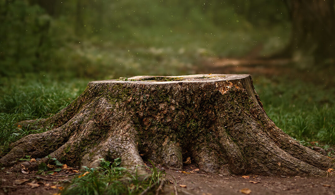 stump