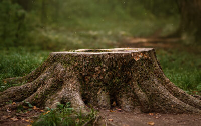 Does Size, Shape or Situation Matter When Stump Grinding?