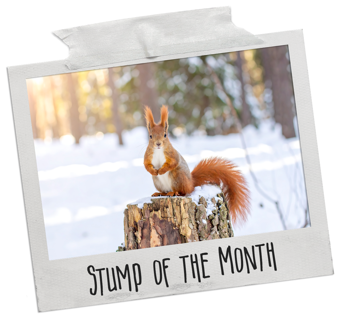 Stump of the Month